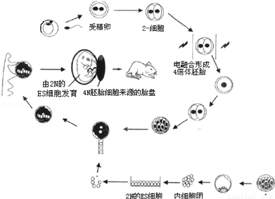 胎儿发育过程人类胚胎发育的过程