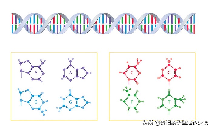 亲子鉴定中心查询（在贵阳做DNA亲子鉴定要去哪里？）