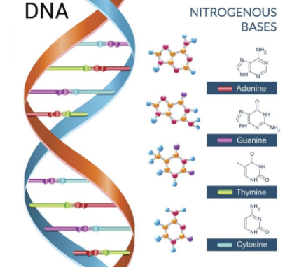 dna 鉴定（怎样鉴定dna 到底是怎么做的）