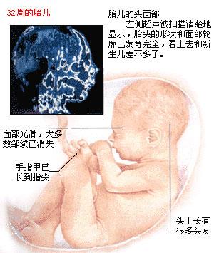 胎儿发育过程（胎儿的生长发育过程）