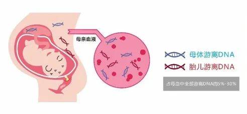 孕期静脉抽血亲子鉴定（怀孕6到12周可以做得无创静脉血液亲子鉴定可靠吗？百度来的答案就不用写下来了谢谢！）