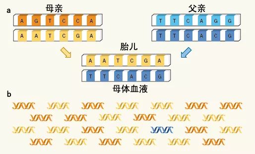 做试管怀孕的需要做亲子鉴定吗（龙岩试管亲子鉴定DNA中心无创DNA鉴定（精准安全））